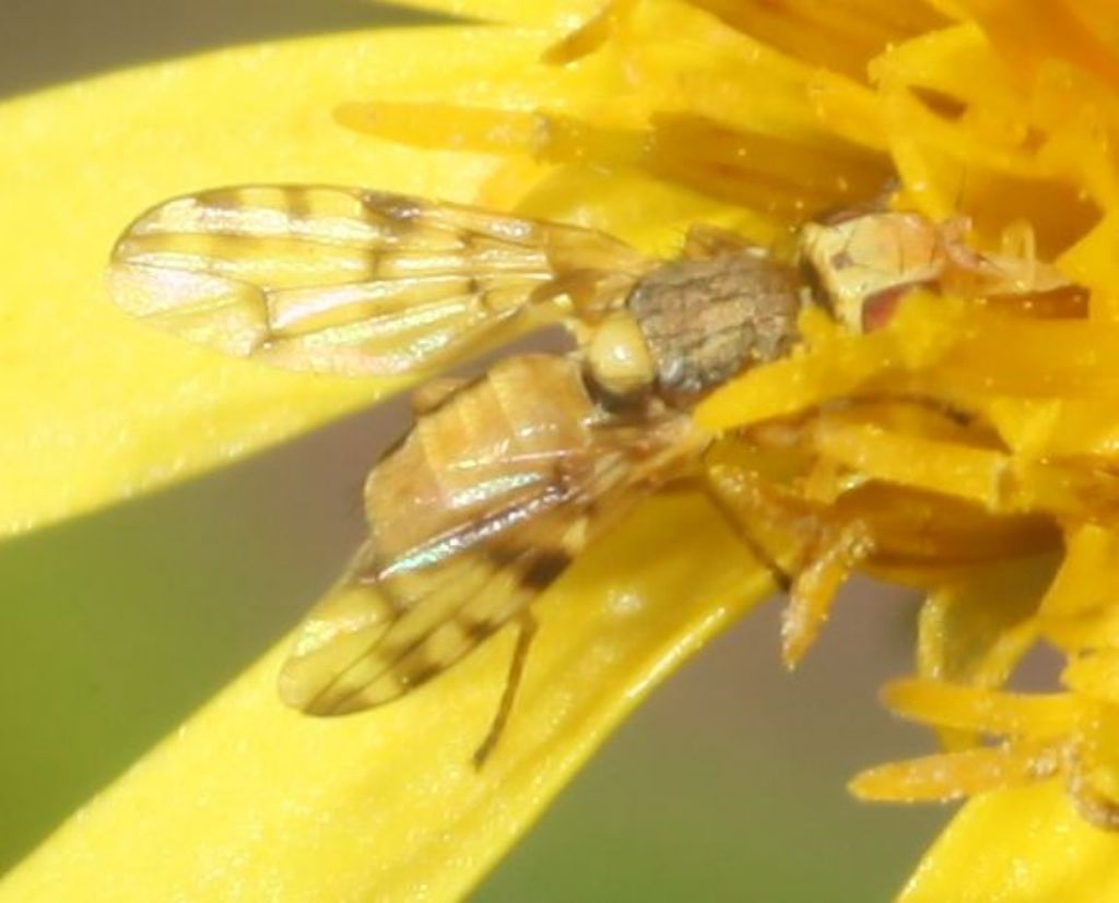 Myopites sp. maschio su Inula viscosa: Myopites cf. inulaedyssentericae